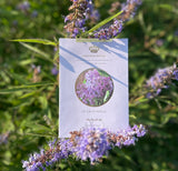 Graines françaises de "Lilas Royal"