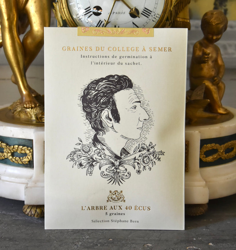 Graines françaises de "l'arbre aux 40 écus"