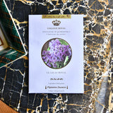 Graines françaises de "Lilas Royal"
