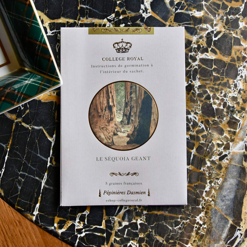 Graines françaises de "Séquoia Géant"